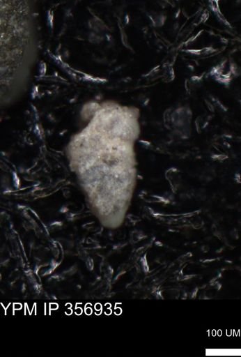 undet. Foraminiferida
