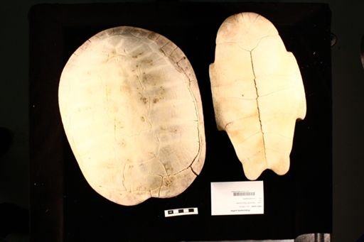 Podocnemis unifilis