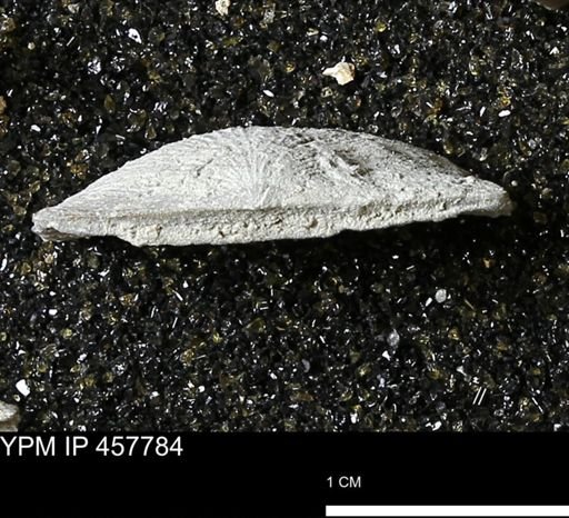 Strophodonta sp.