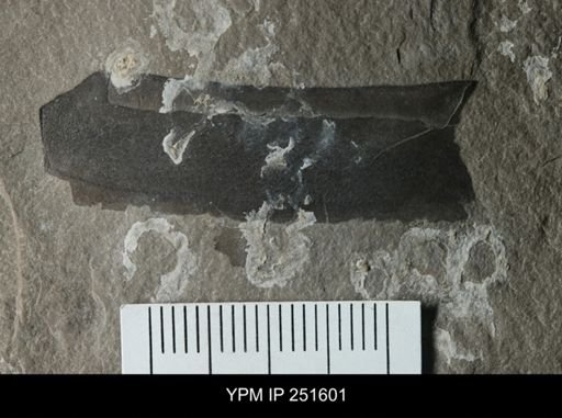 undet. Eurypterida