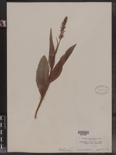 Habenaria flava