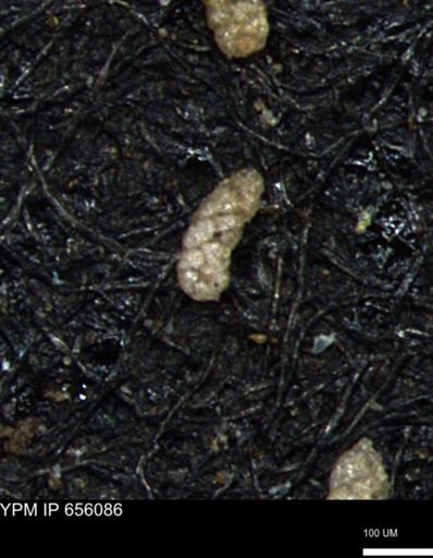 Ammobaculoides phaulus