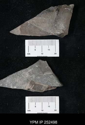 undet. Eurypterida