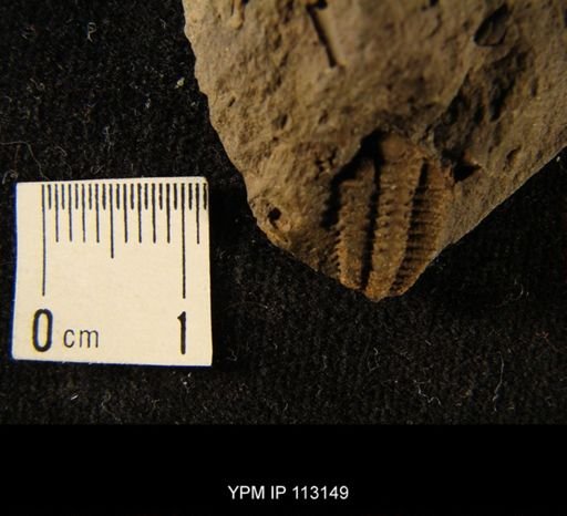 Placoparia zippei