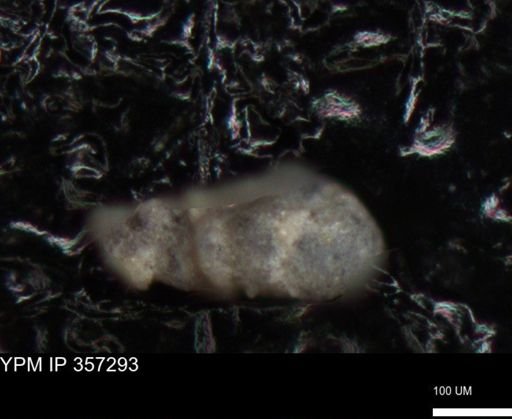 undet. Foraminiferida