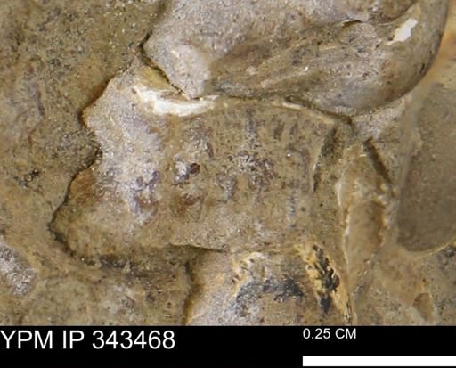 undet. Mollusca