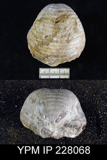 Echinoconchus semipunctatus