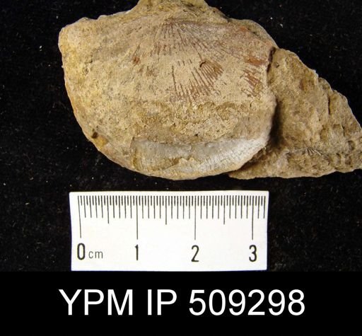 undet. Strophomenida