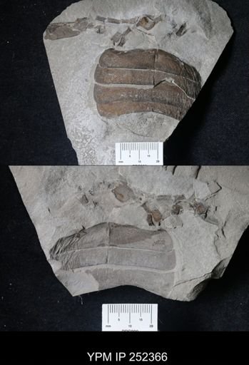 undet. Eurypterida