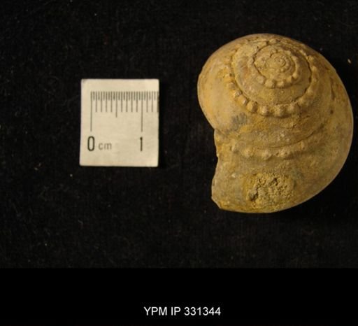 undet. Productellidae