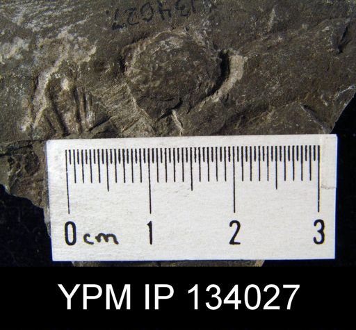 Productella spinulicosta