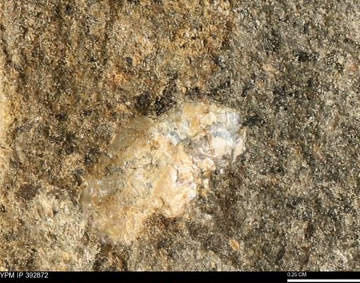 Scaphites sp.