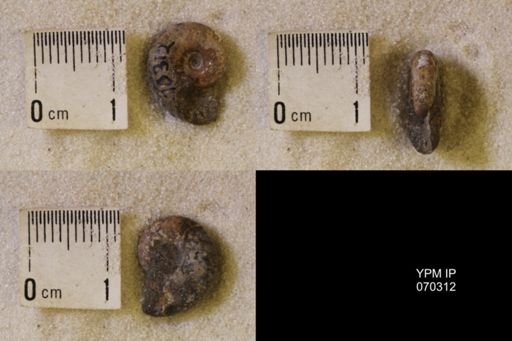 undet. Scaphitidae