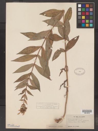 Plantae