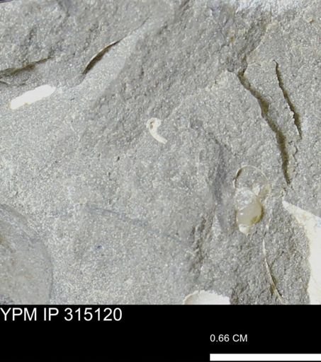 undet. Bivalvia