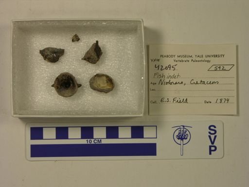 undet. Actinopterygii
