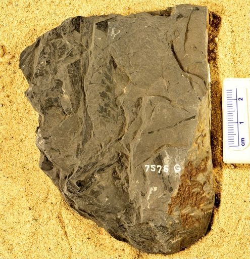 Sphenopteris gravenhorstii