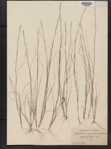 Sporobolus vaginiflorus