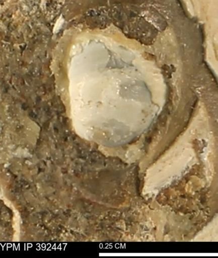 Protocardia subquadrata