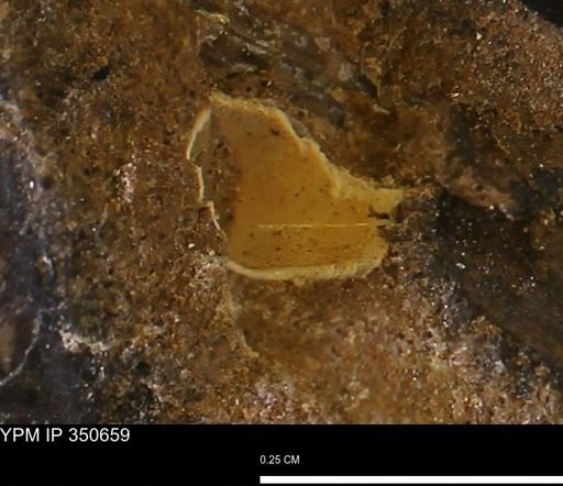 undet. Mollusca