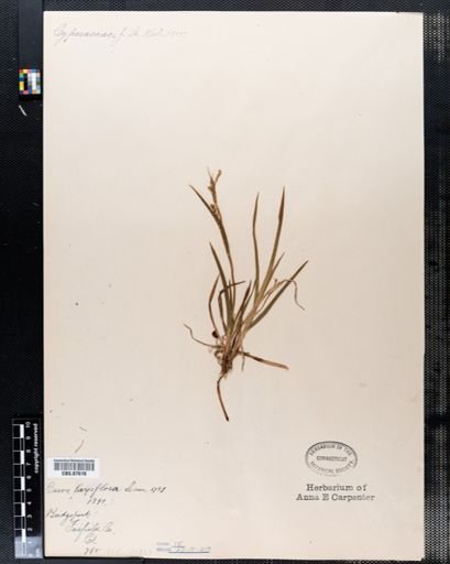 Carex laxiflora