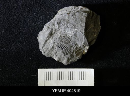Conularia niagarensis