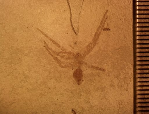 undet. Araneida