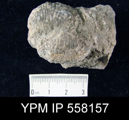 Productus nebrascensis