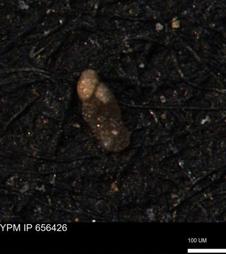Ammobaculoides phaulus