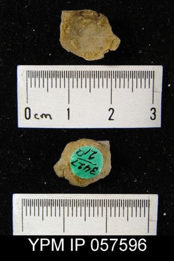 Leptaenisca concava