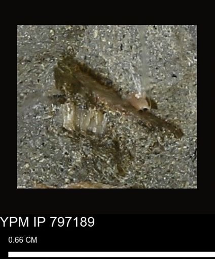 Mollusca