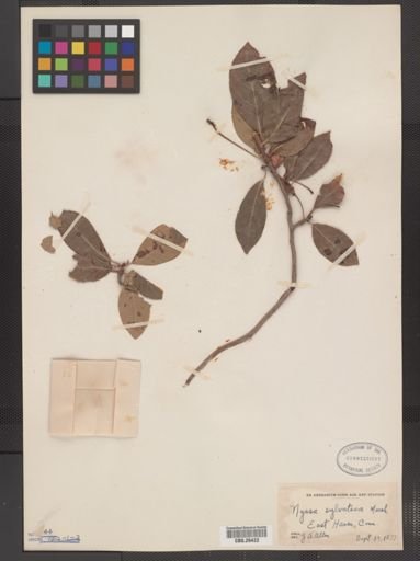 Nyssa sylvatica