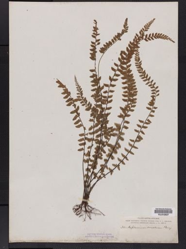 Asplenium
