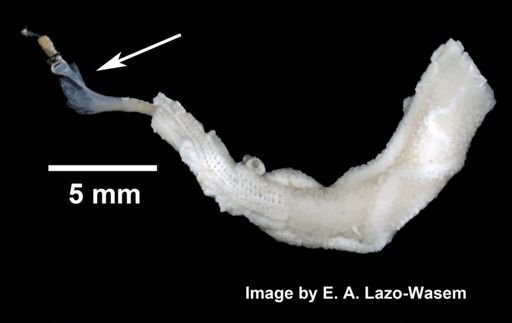Serpulidae