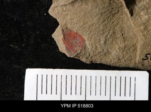 undet. Arthropoda