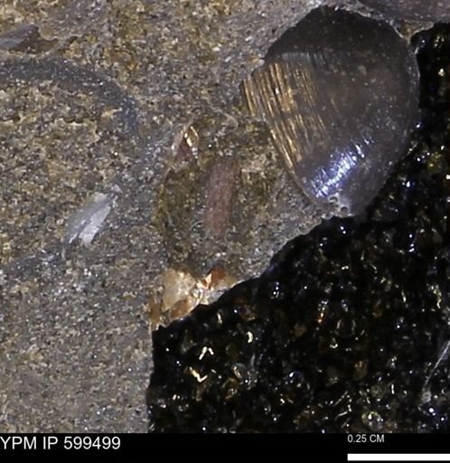undet. Bivalvia