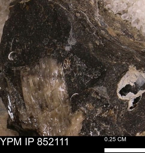Foraminifera?