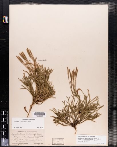 Lycopodium