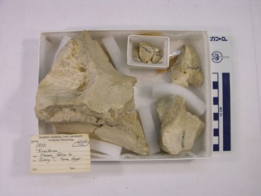Arsinoitherium sp.