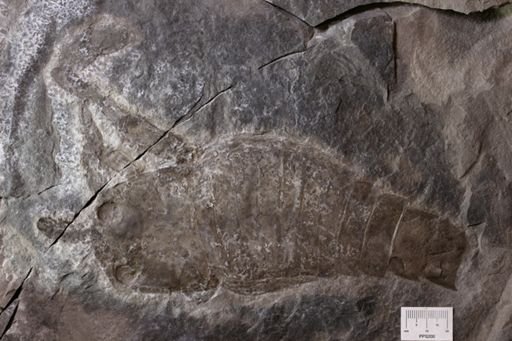 Dolichopterus sp.