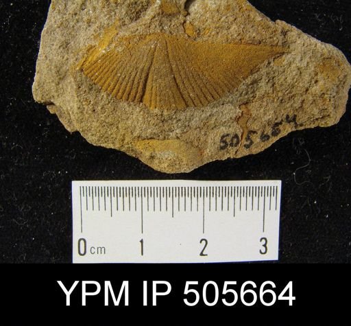 Mucrospirifer sp.