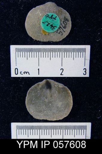 Rhipidomella oblata