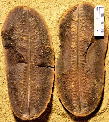 Pecopteris