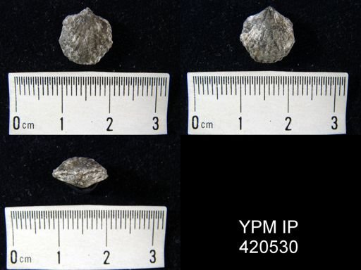 undet. Rhynchonellida