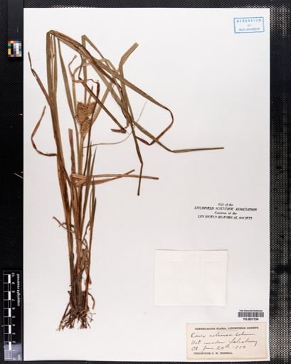 Carex retrorsa