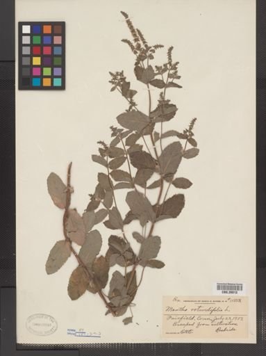 Plantae
