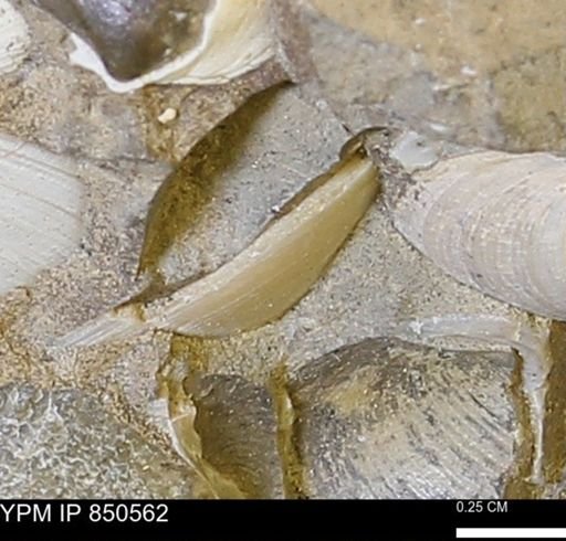 Limopsis striatopunctatus