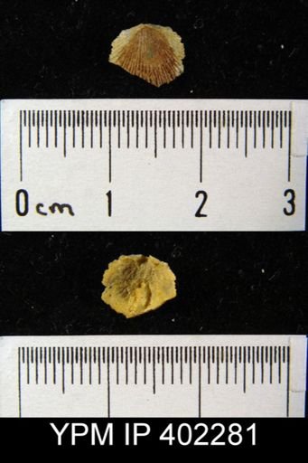 Apheoorthis sp.