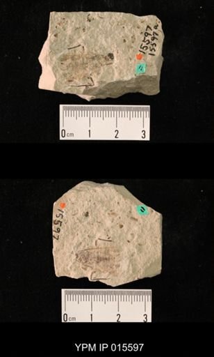Paraprisca stigmatica