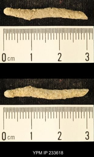 Archaeocidaris sp.